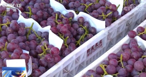 在希望的田野上 蔬菜消费升级引领紫色农产品热，家用电器销售迎增长新机